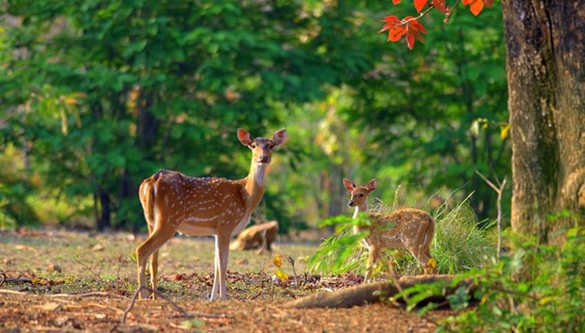 Jim Corbett National Park - Enjoy the Jeep Safari ( By Your Own)